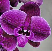 Біг ліп орхідеї орхидеи орхидея Фаленопсис биг лип