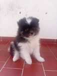 Spitz alemão macho