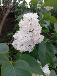 Lilak biały pachnący  140 cm wysyłka