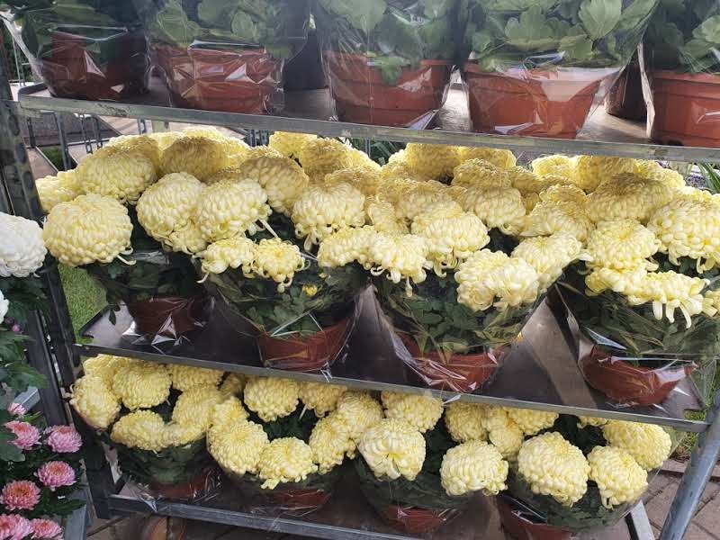 Chryzantemy mazowieckie