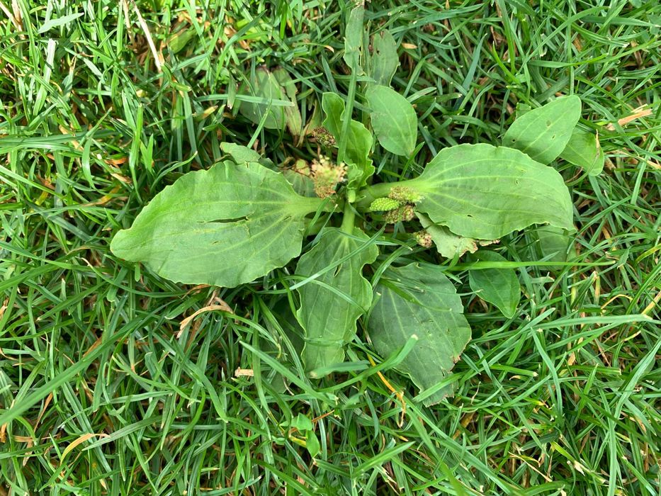 Babka zwyczajna babka większa - naturalny sposób na zdrowie