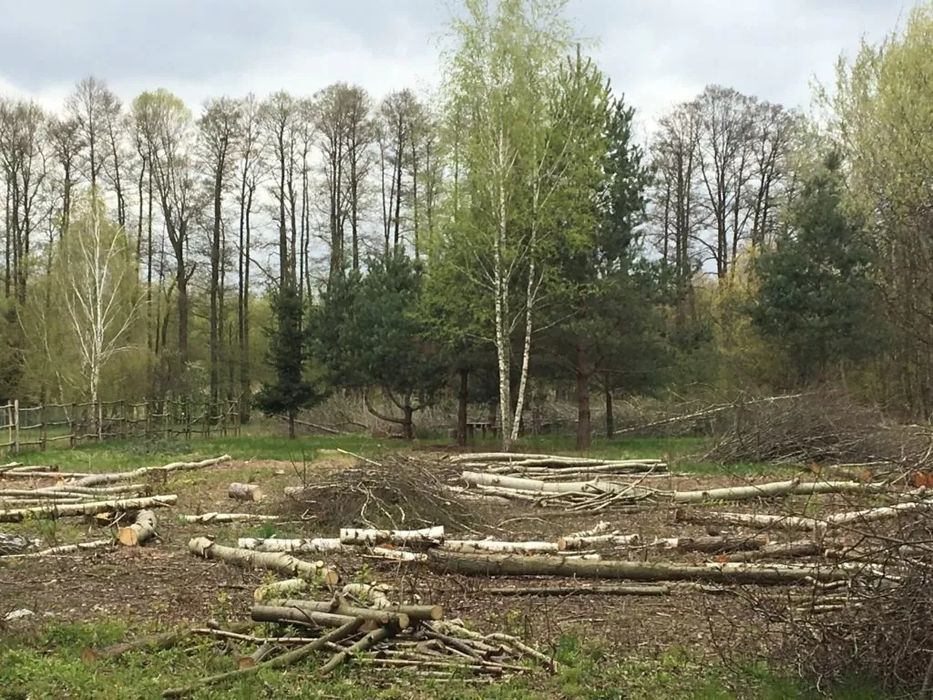 Wycinka drzew i samosiej