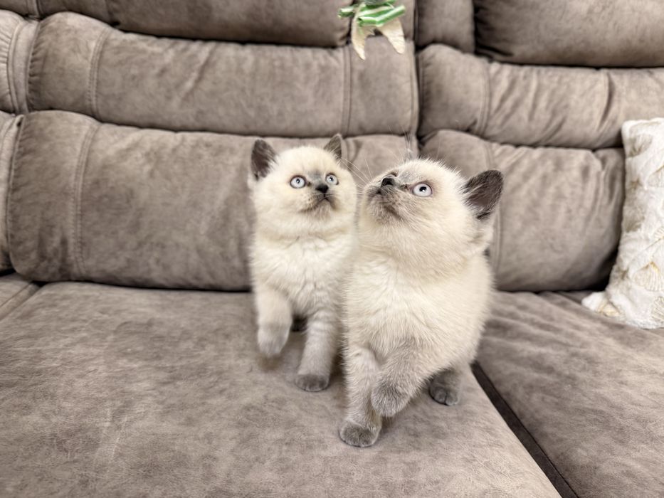 Британські дівчата