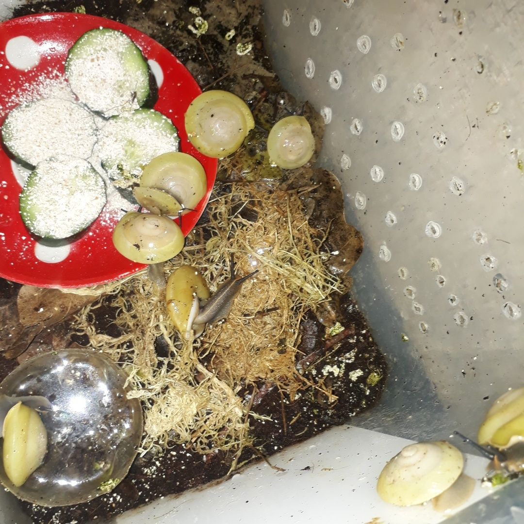 Караколусы Альбино белые