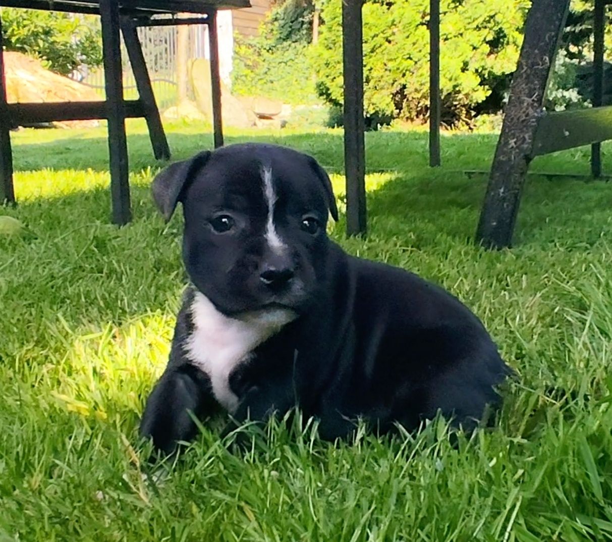 Staffordshire Bull Terrier FCI