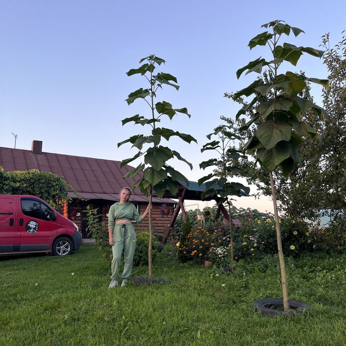 Павловнія трьохрічна промислова, Павловния 5см із Безкоштовною дост