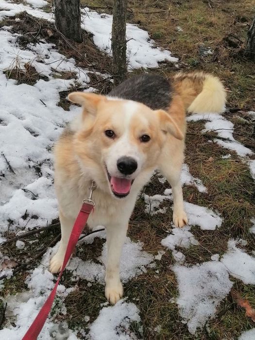 PROMYK cudowny przytulas marzy o wspaniały domku