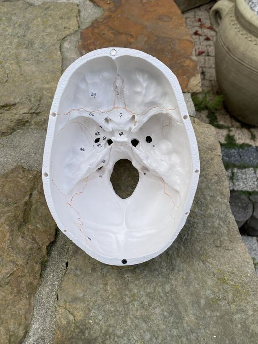 Model anatomiczny czaszki! Jak NOWA