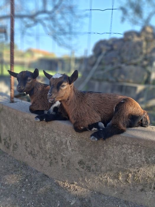 Cabritos anões muito bonitos e bem tratados,  desparasitados