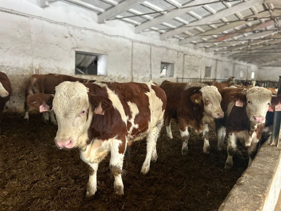 Opasy Odsadki Byczki Cielęta  SIMENTAL CZESKI Polecam