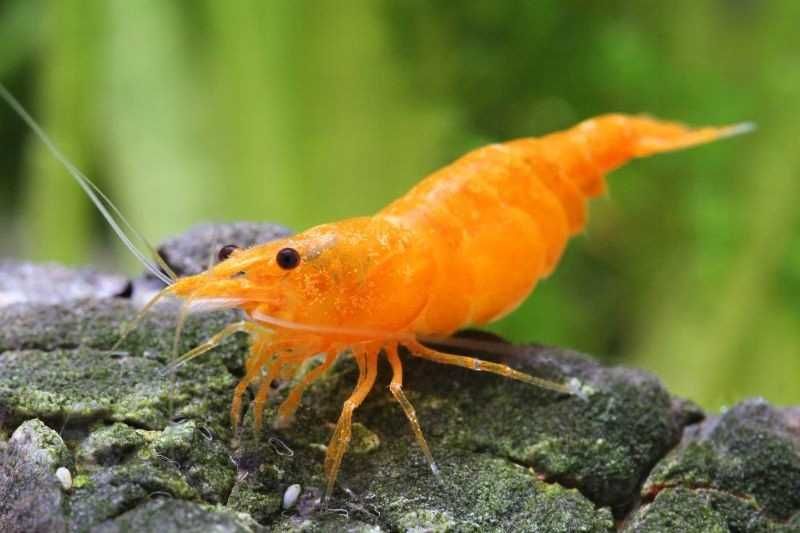 MISIEKZOO Krewetki - Krewetki Orangę / Pomarańczowe tylko 6 zł