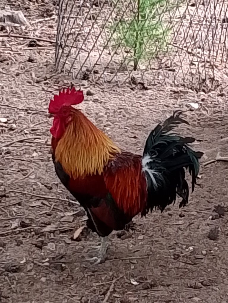 Kogut od zielononóżek
