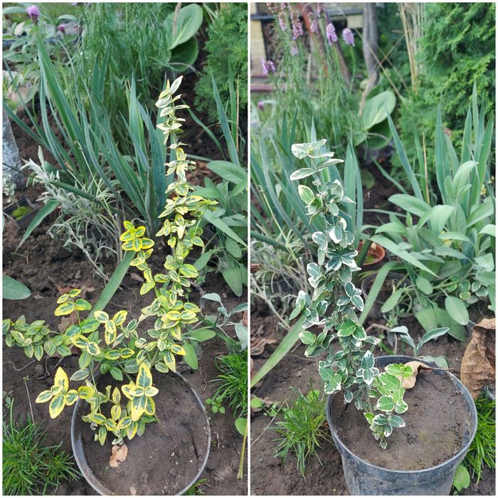 Квіти садові різних видів