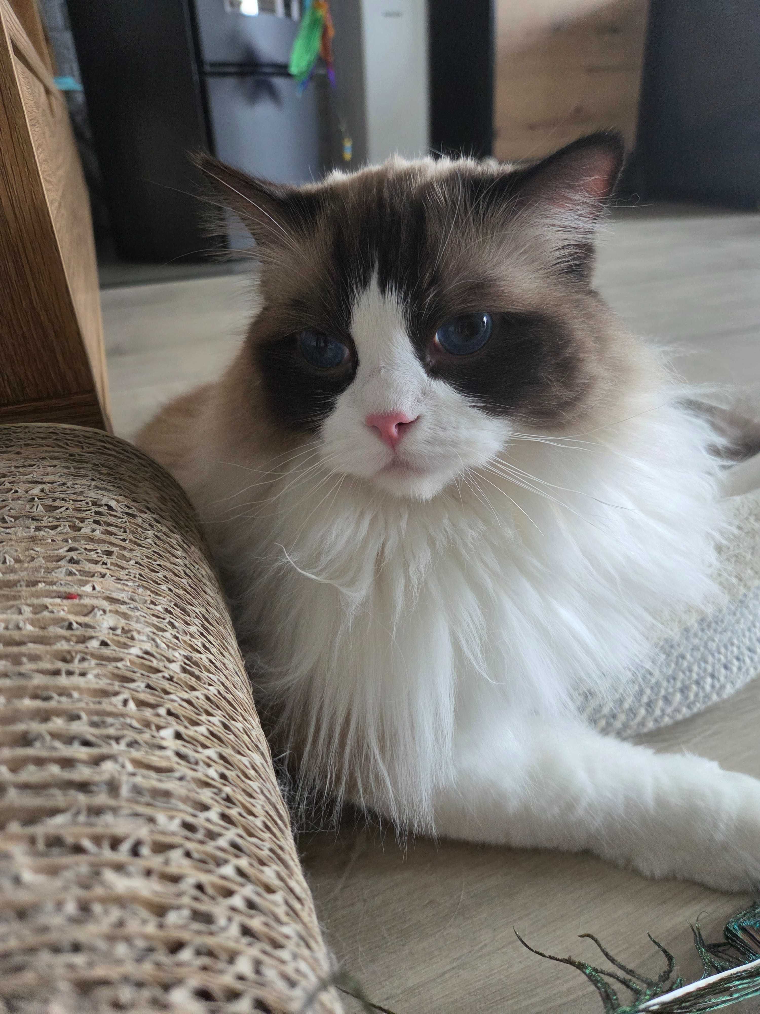 Piękny Ragdoll Kocurek