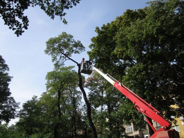 Wycinanie drzew, rozdrabniacz do gałęzi, frezowanie pni, podnośnik