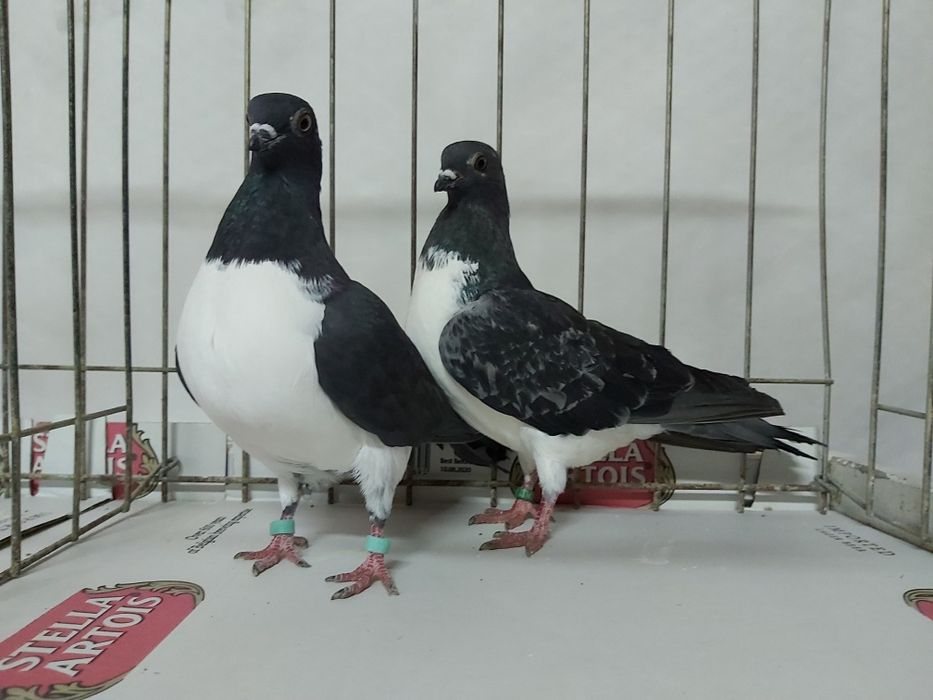 Gołębie Czajki Wiedeńskie