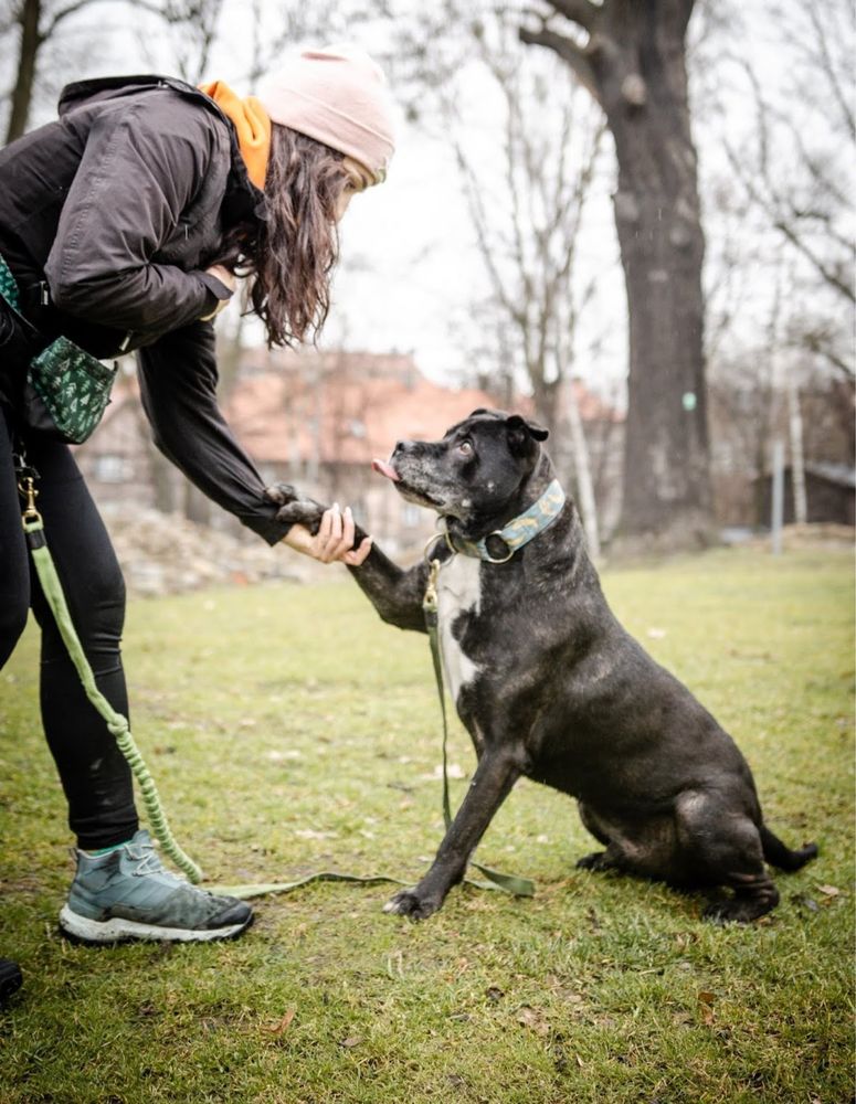 Szejk starszy kochany amstaff