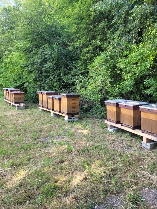 Sprzedam pszczoły na ramce wielkopolskiej