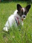 Papillon suczka Spaniel Kontynentalny Miniaturowy