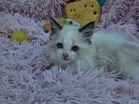 Śliczna kotka Ragdoll