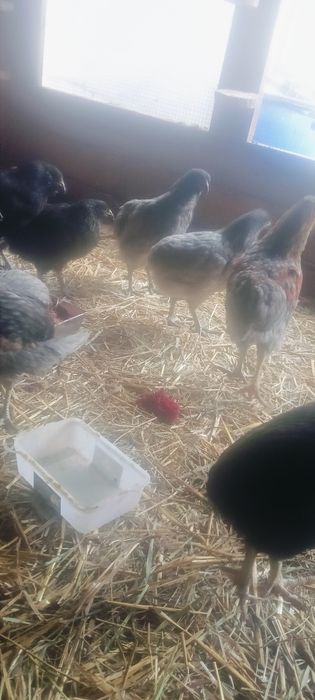 Aruakana bezogoniasta !