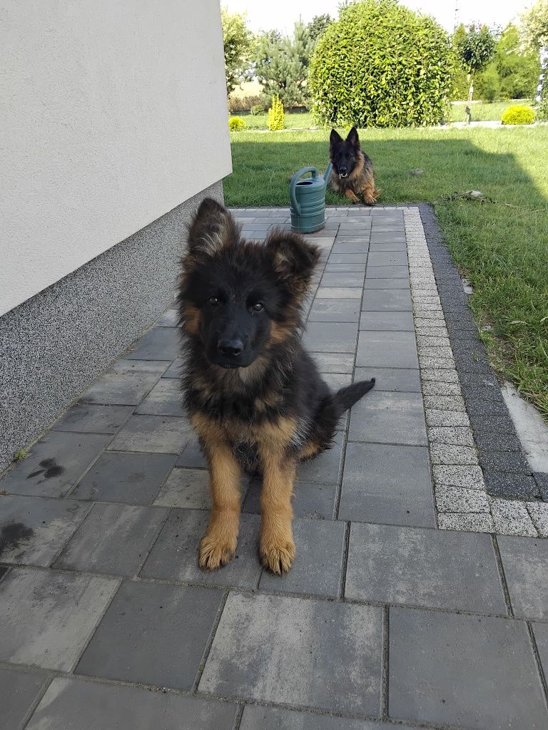 Suczka Astra Owczarek Niemiecki