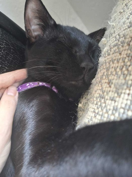 Gatos machos para adoção conjunta responsável