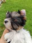 Yorkshire terrier biewer piesek
