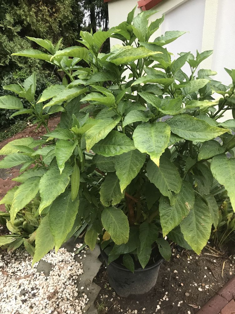 Datura duza kwiat pojedynczy morelowa ,rozowa