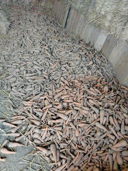 Marchew dla zwierząt i do obiadu