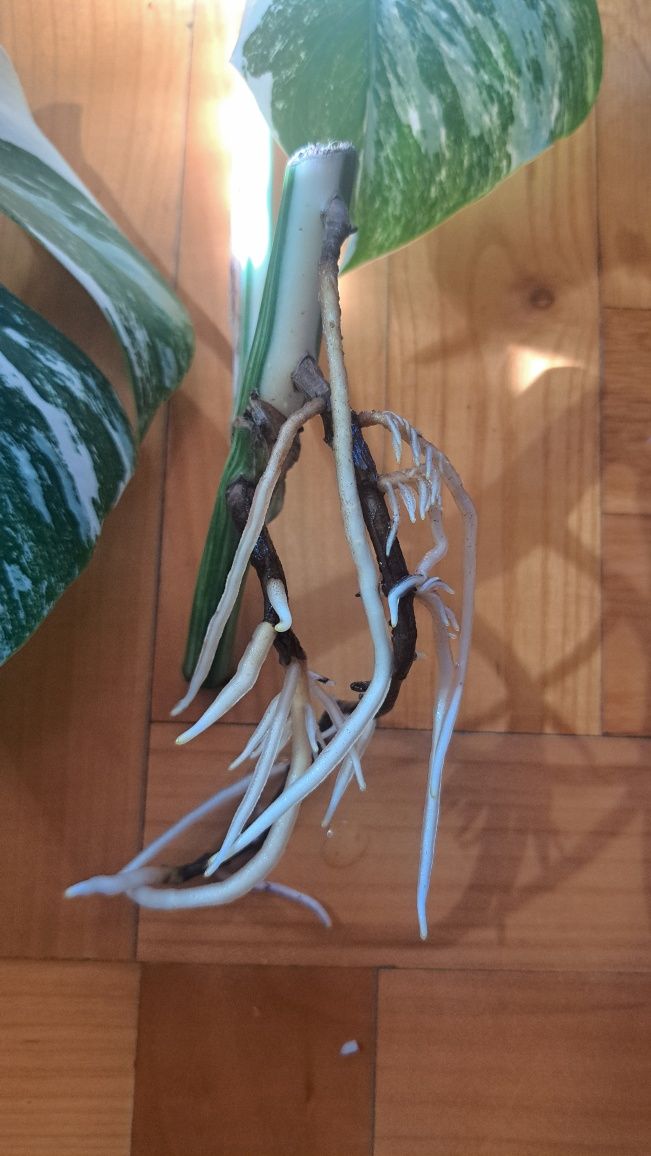 Monstera Variegata ukorzeniona sadzonka
