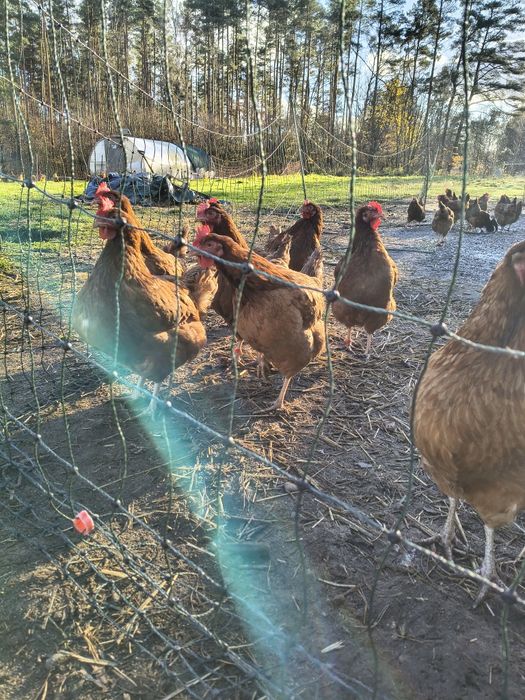 kury nioski w wieku 35 tygodni