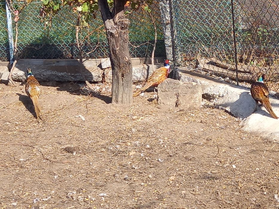 Lote 6 faisões versicolor