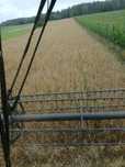 Koszenie zboża new holland