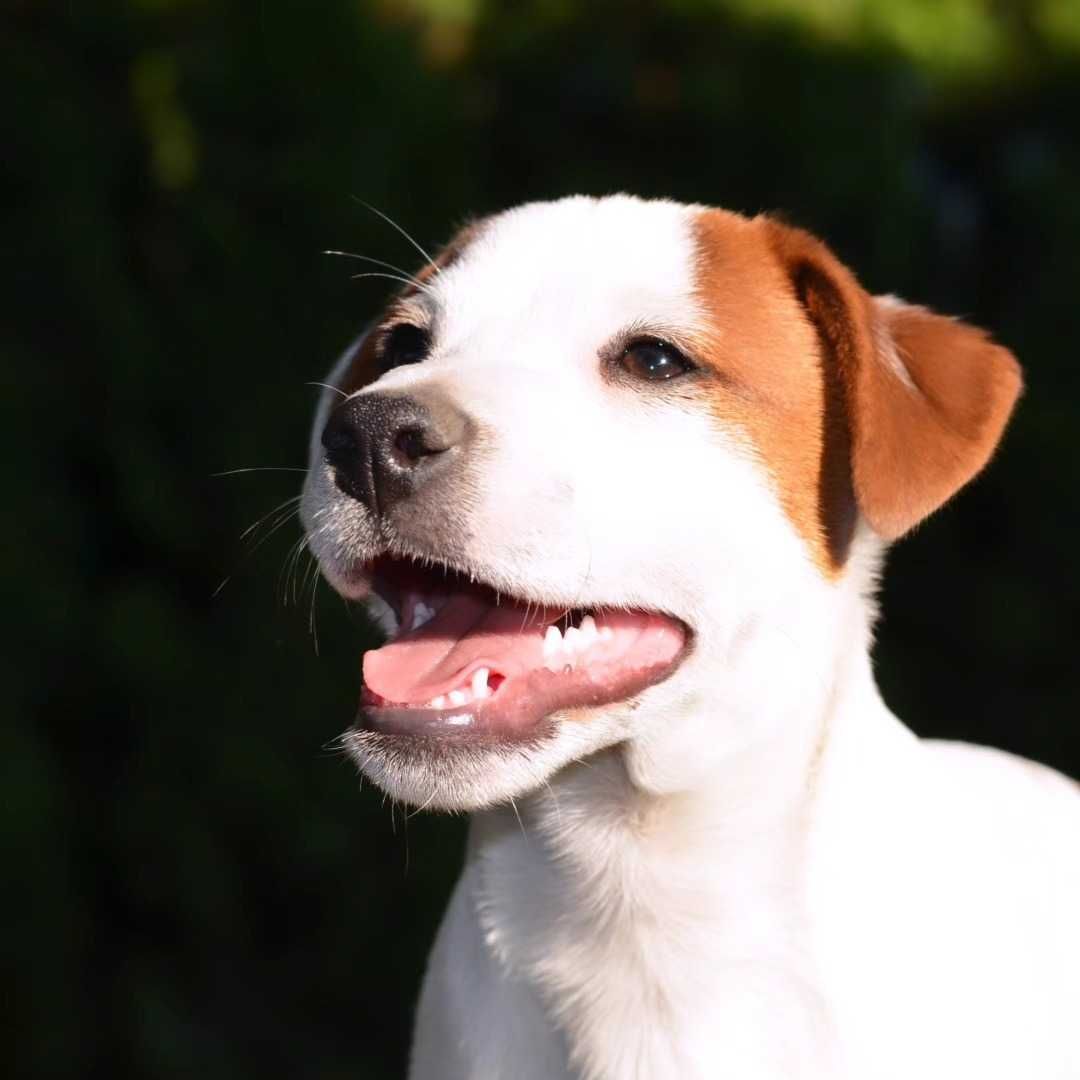JACK RUSSELL TERRIER piesek gładkowłosy ZKwP/FCI do odbioru