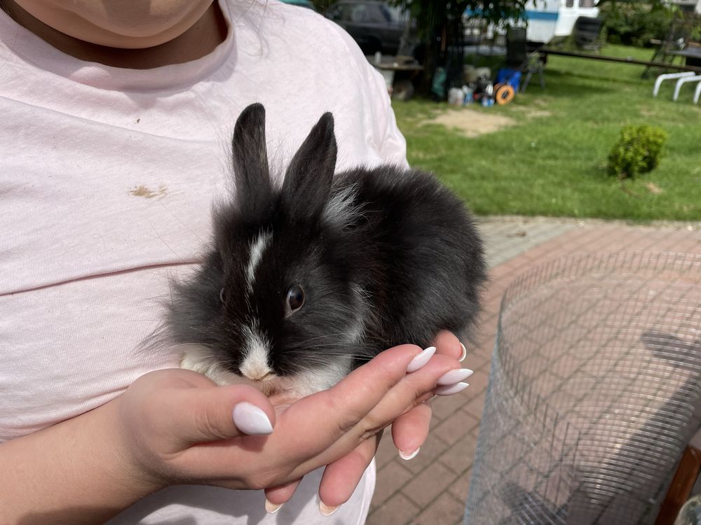 Królik miniaturka