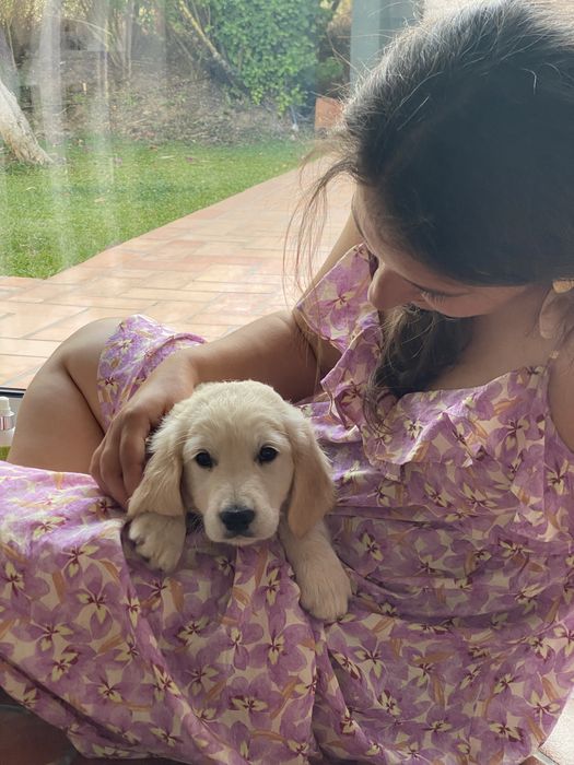 Golden Retriever TOP