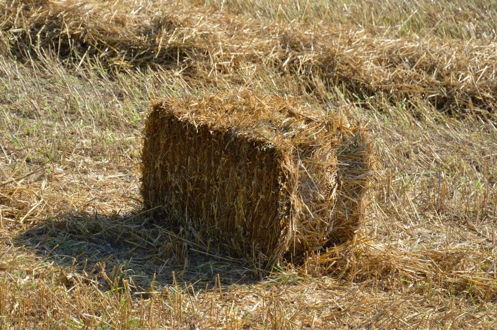 słoma w kostce owies pszenżyto 2025