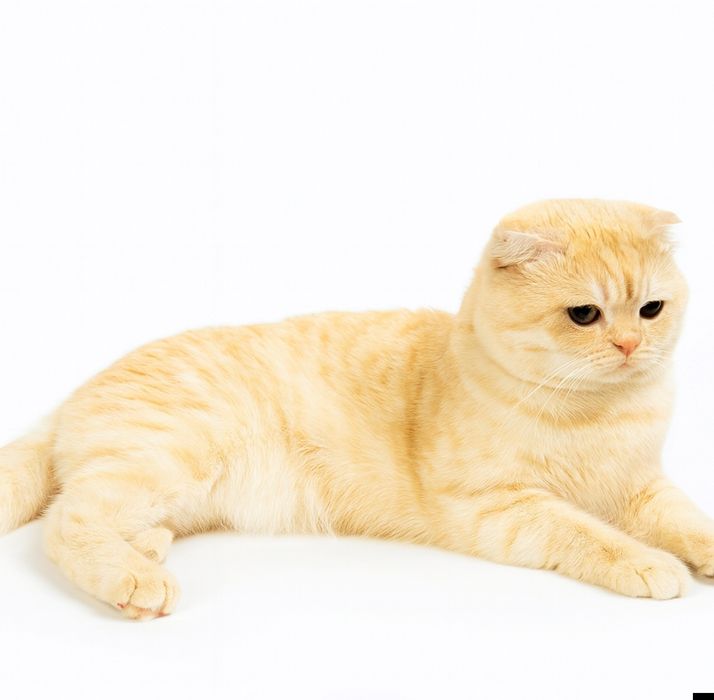 Кіт золота шиншила для в'язки