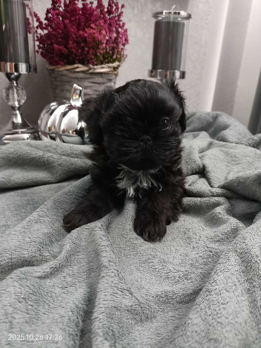 Rezerwacja Shih Tzu piesek Nodi rodowód