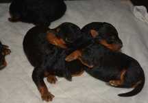 Airedale Terrier - szczenięta ZKWP