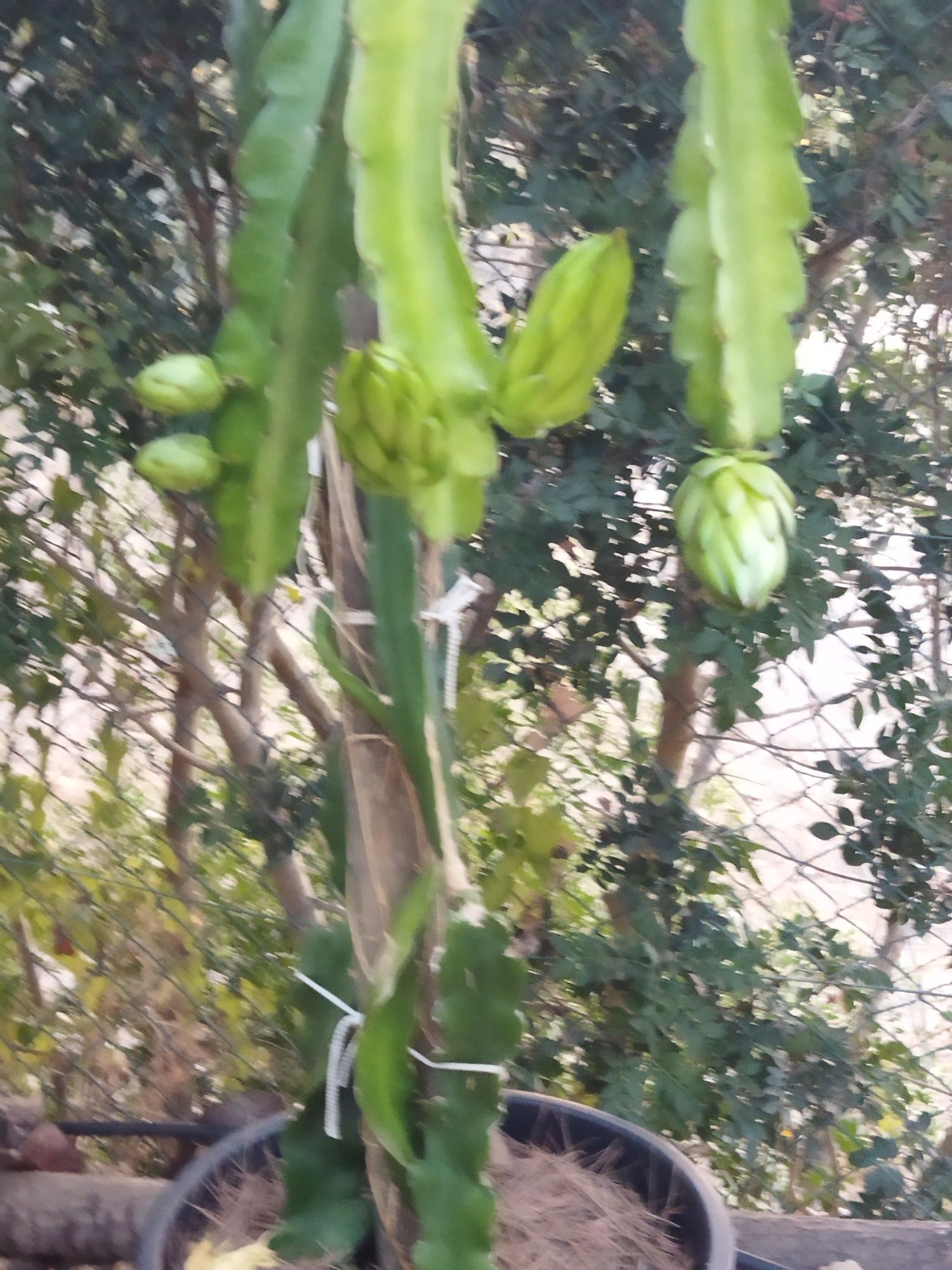 Podas de pitaya Hylocereus