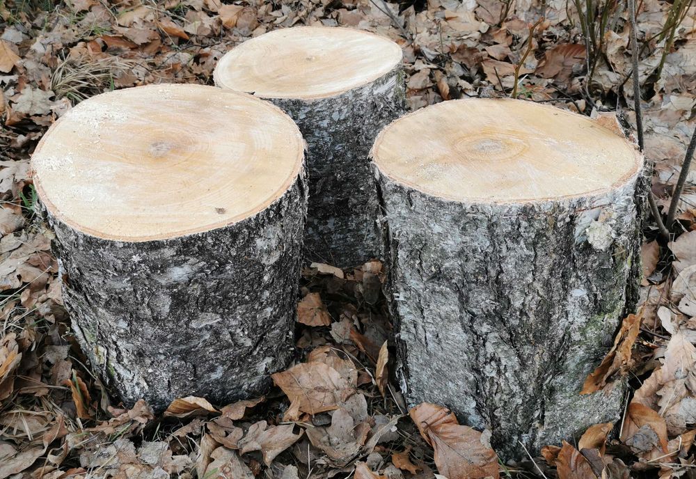 Pieniek brzozowy średnica 25-28cm