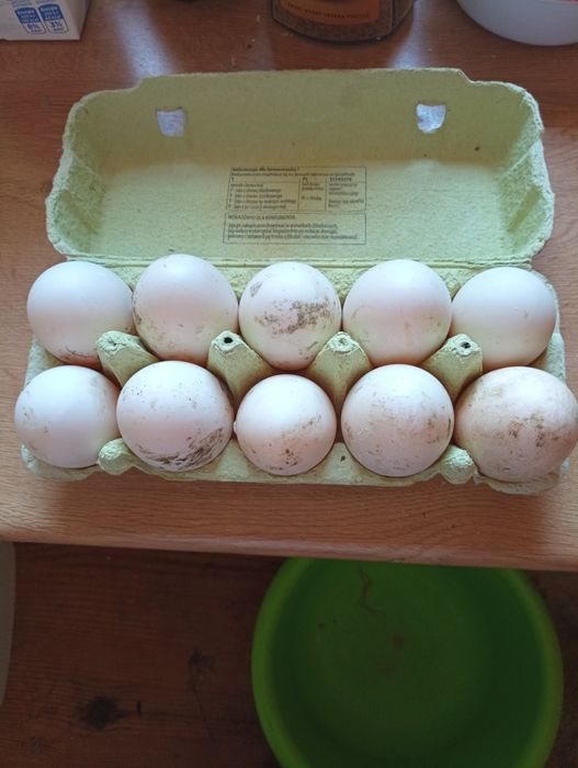 Jaja Kacze świerze duże (Możliwość Wysyłki)
