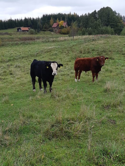 Sprzedam odsadki: 13byczkow,11jałówek, tel: 5.0.0.6.3.3.5.1.9