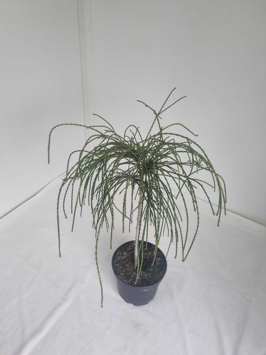Thuja Whipcord – Karłowa Żywotnik, Wys. 80 cm, Doniczka 5L