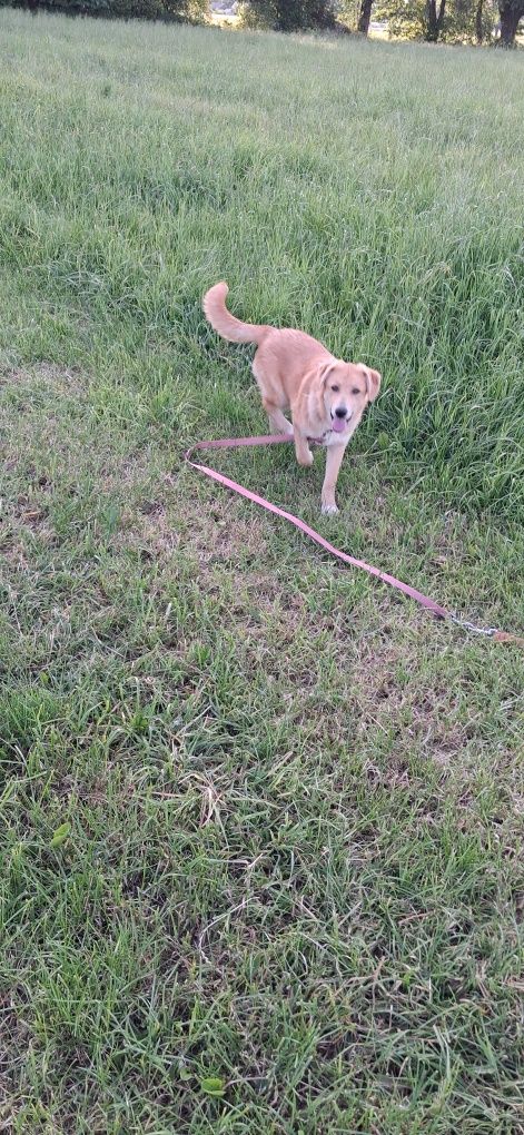 Oddam do adopcji szczenięta mix labradora