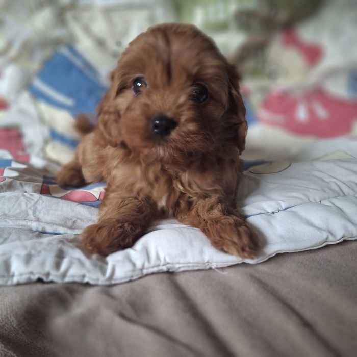 Cavapoo po wszystkich szczepieniach, do rezerwacji
