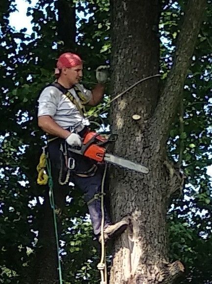 Пилка деревьев. Валка Спил деревьев. Обрезка деревьев. Спилять дерево.