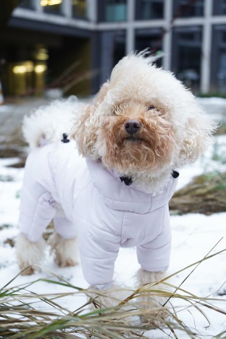 Zimowy kombinezon da psa, ręcznie szyty (szary, lilowy)